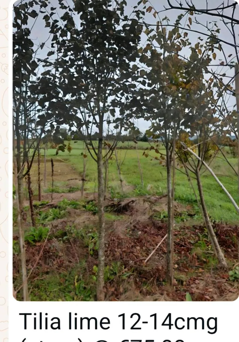 Larger rootball tree s 2 for sale - Image 4