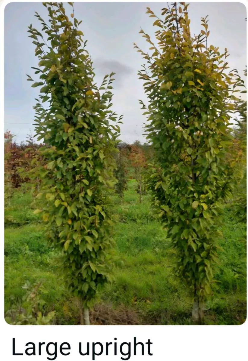 Larger rootball tree s 2 for sale - Image 3