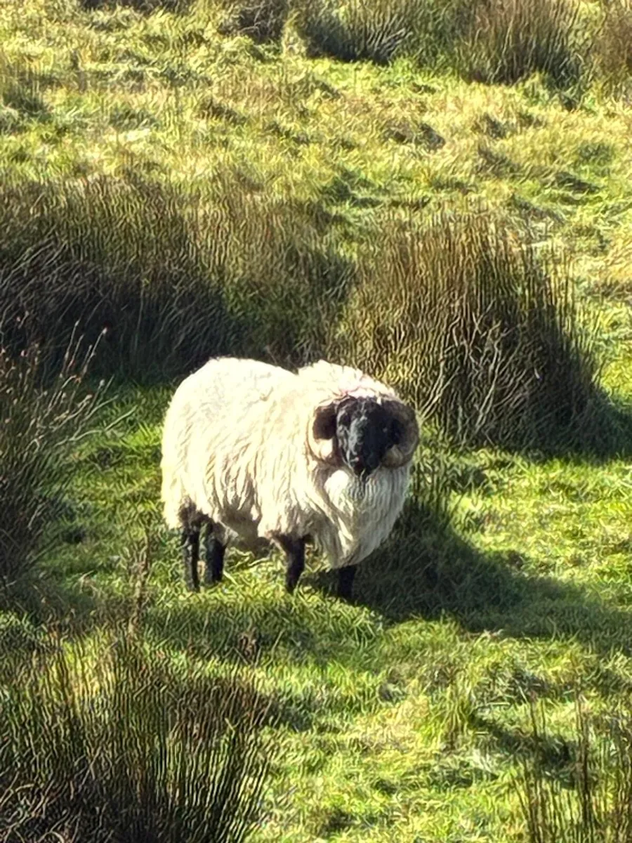 Rams - Image 1