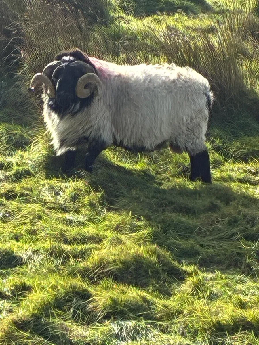 Rams - Image 2