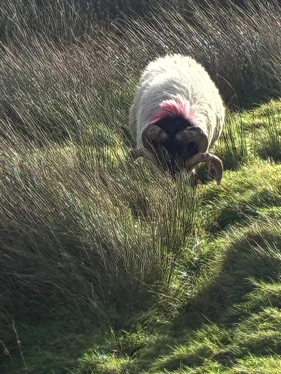 Rams - Image 4