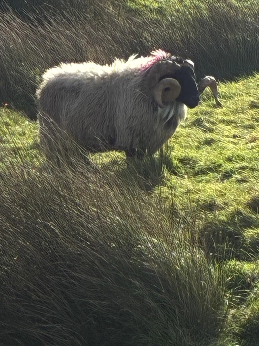 Rams - Image 3