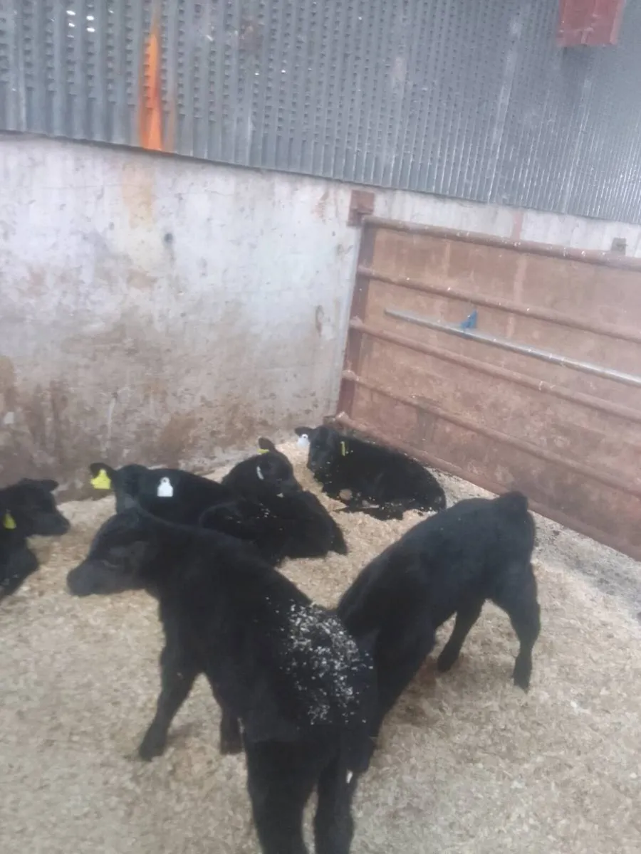 Calves - Image 2
