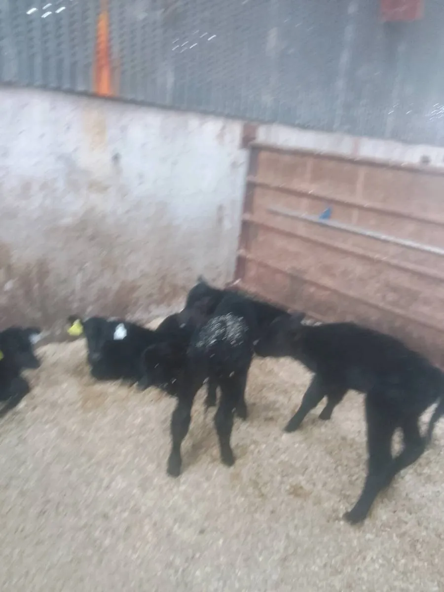 Calves - Image 3