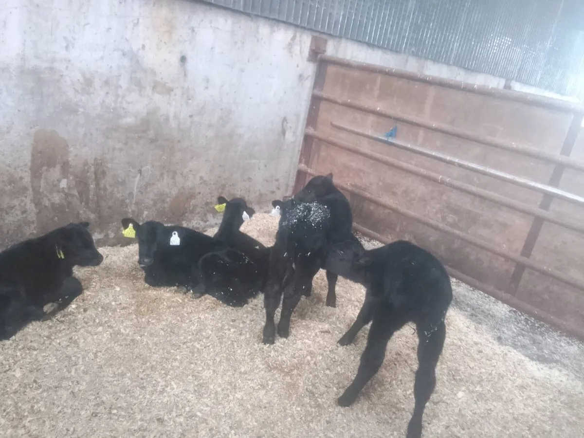 Calves - Image 4