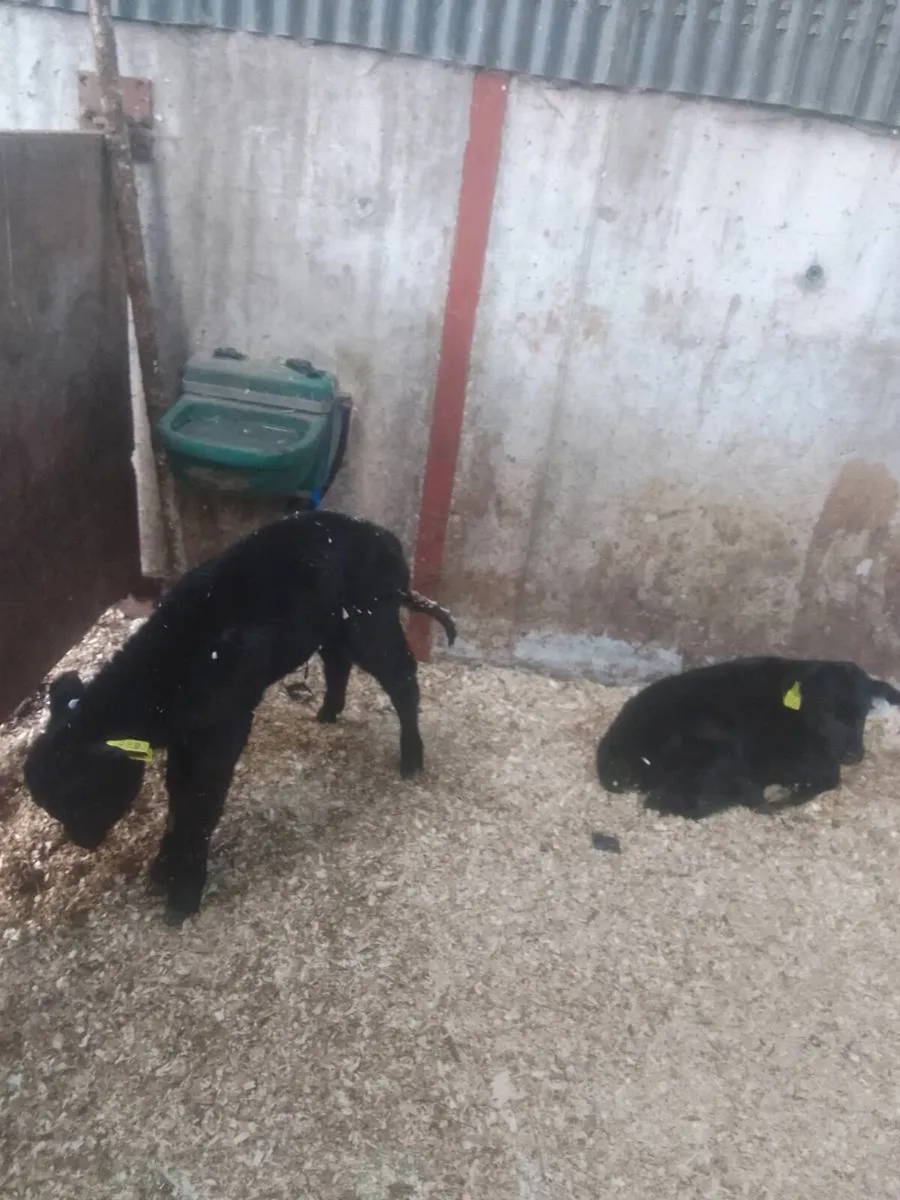 Calves - Image 1