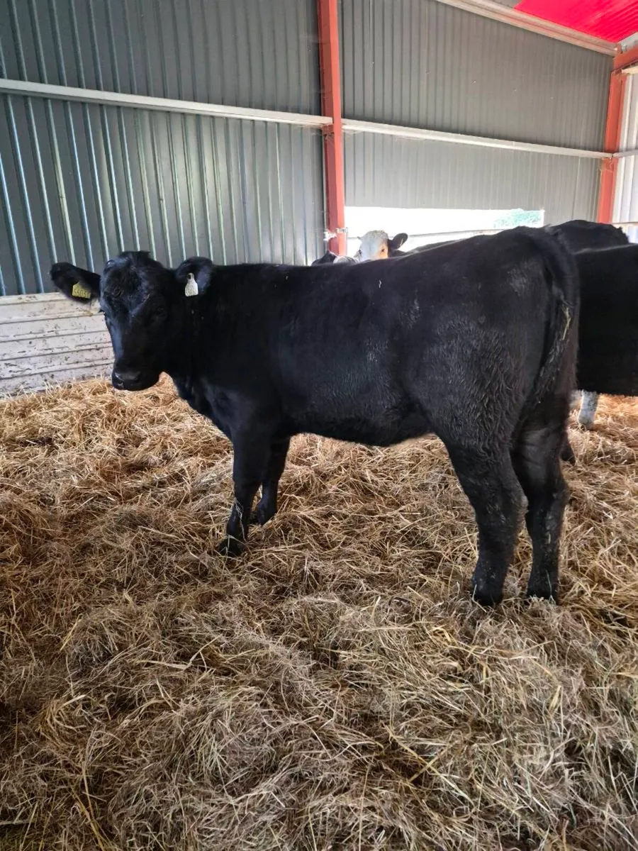 Angus and hereford Heifers - Image 3