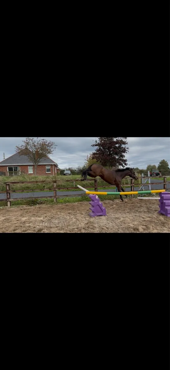 4yo gelding - Image 1