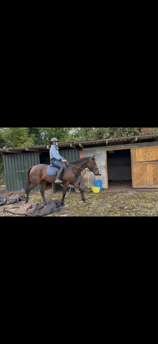 4yo gelding - Image 2
