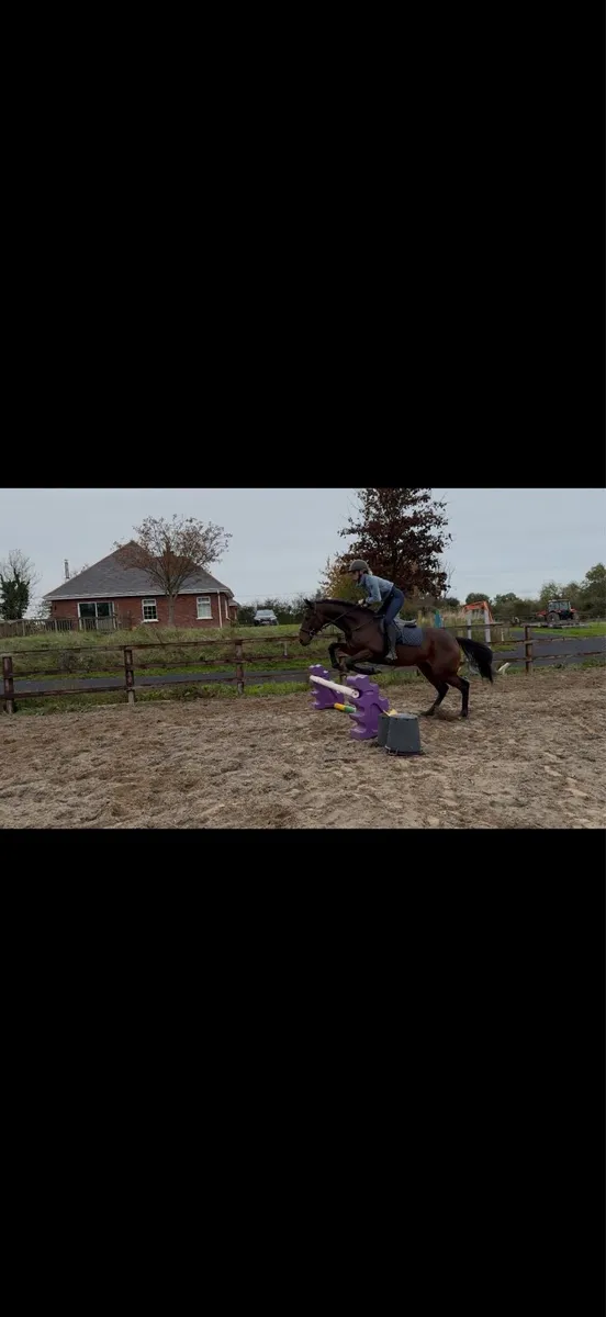 4yo gelding - Image 3