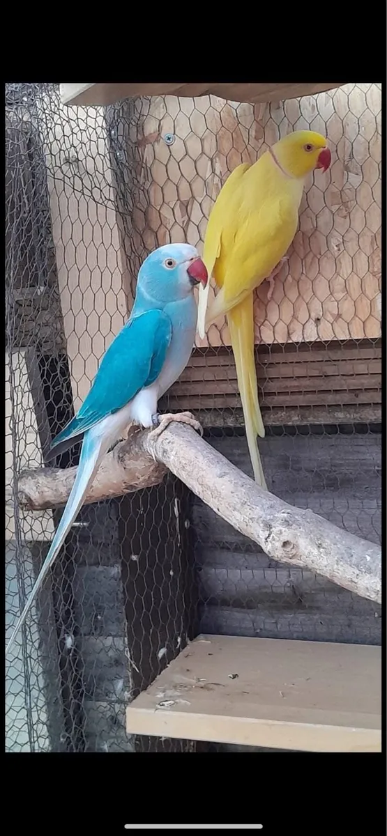 Indian ringneck mutation black mask Love birds - Image 1