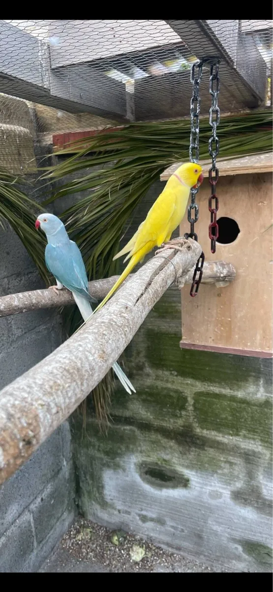 Indian ringneck mutation black mask Love birds - Image 2