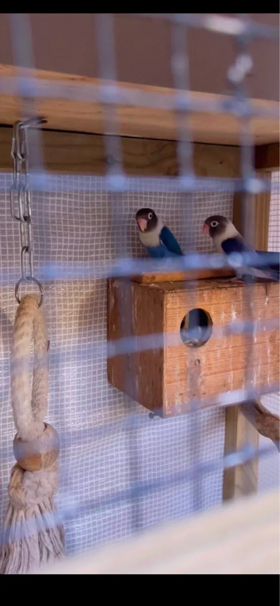 Indian ringneck mutation black mask Love birds - Image 4