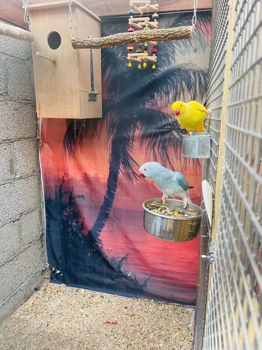 Indian ringneck mutation black mask Love birds - Image 3