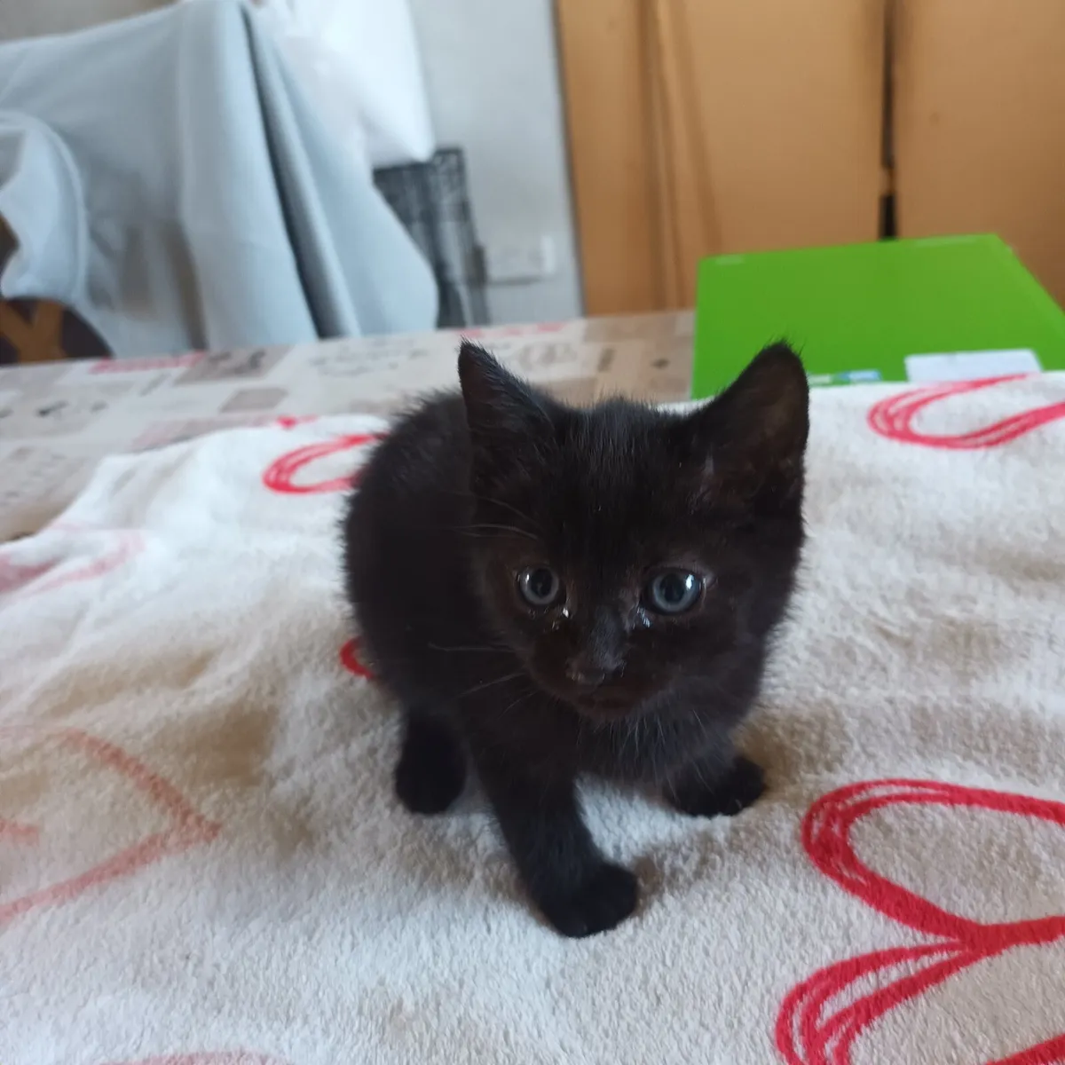 Kittens