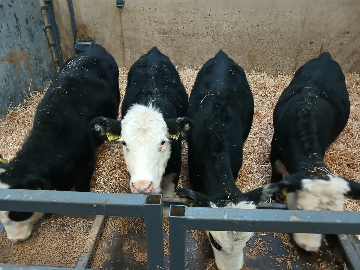 4 smashing Hereford heifers for sale - Image 3