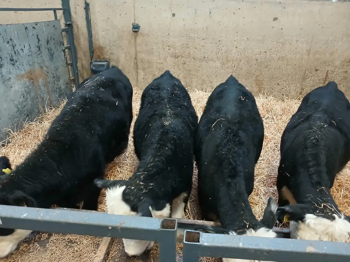 4 smashing Hereford heifers for sale - Image 2