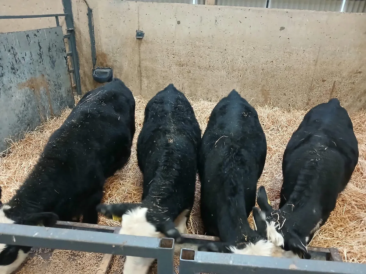 4 smashing Hereford heifers for sale - Image 1