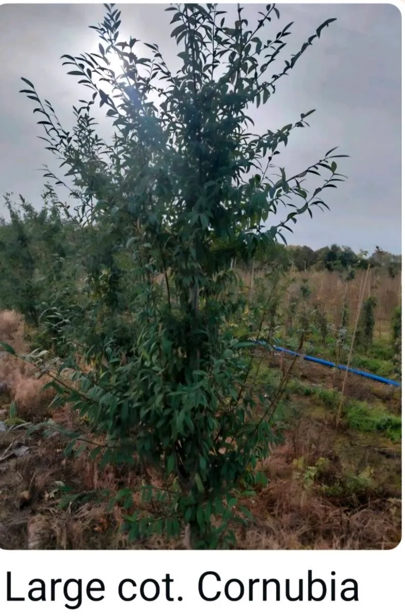 Larger rootball tree s for sale - Image 2