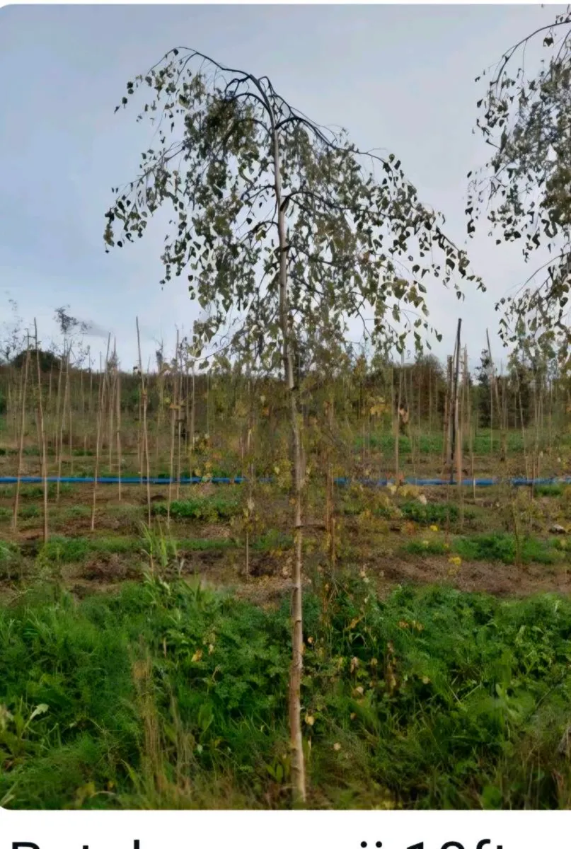 Larger rootball tree s for sale - Image 3