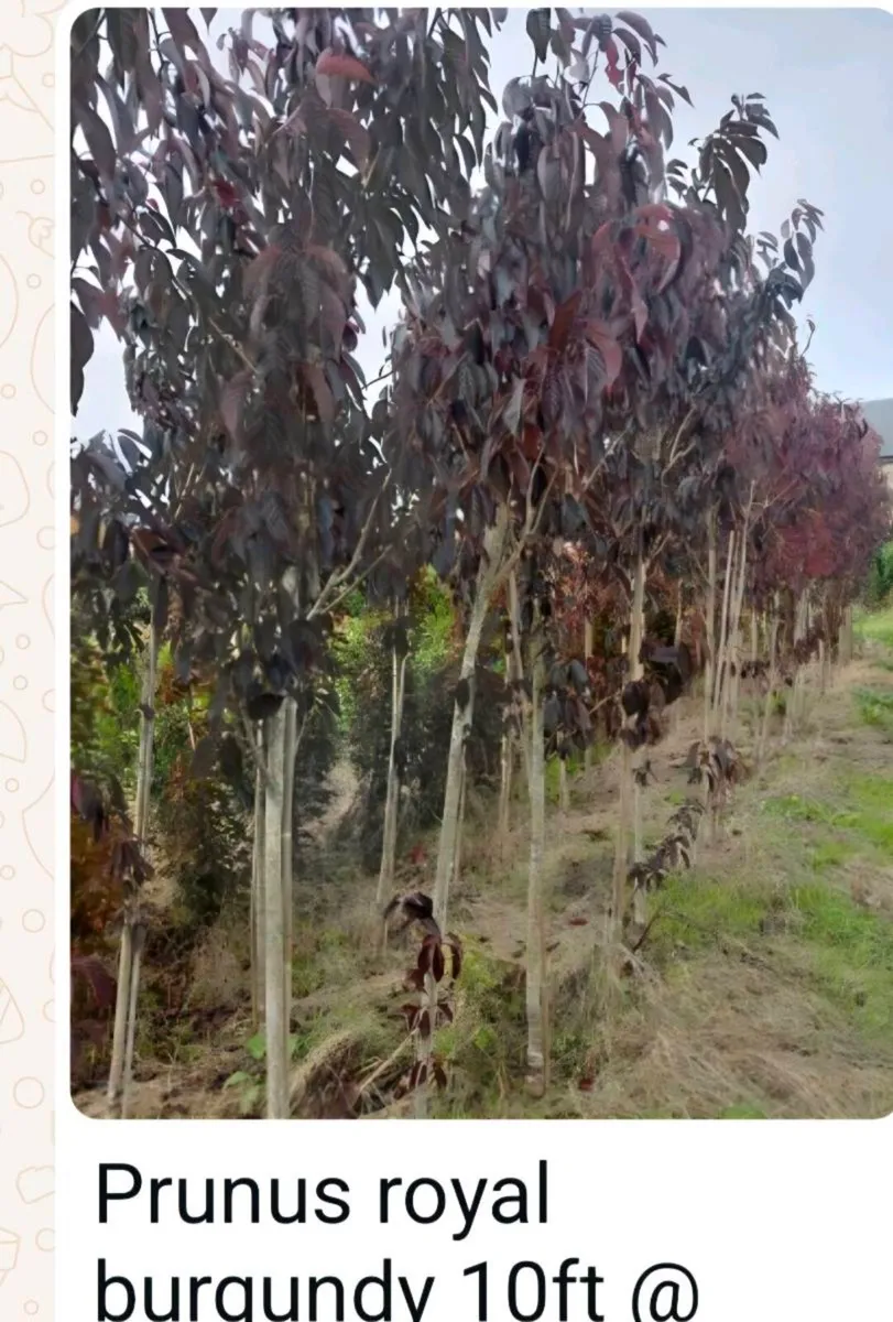 Larger rootball tree s for sale - Image 1
