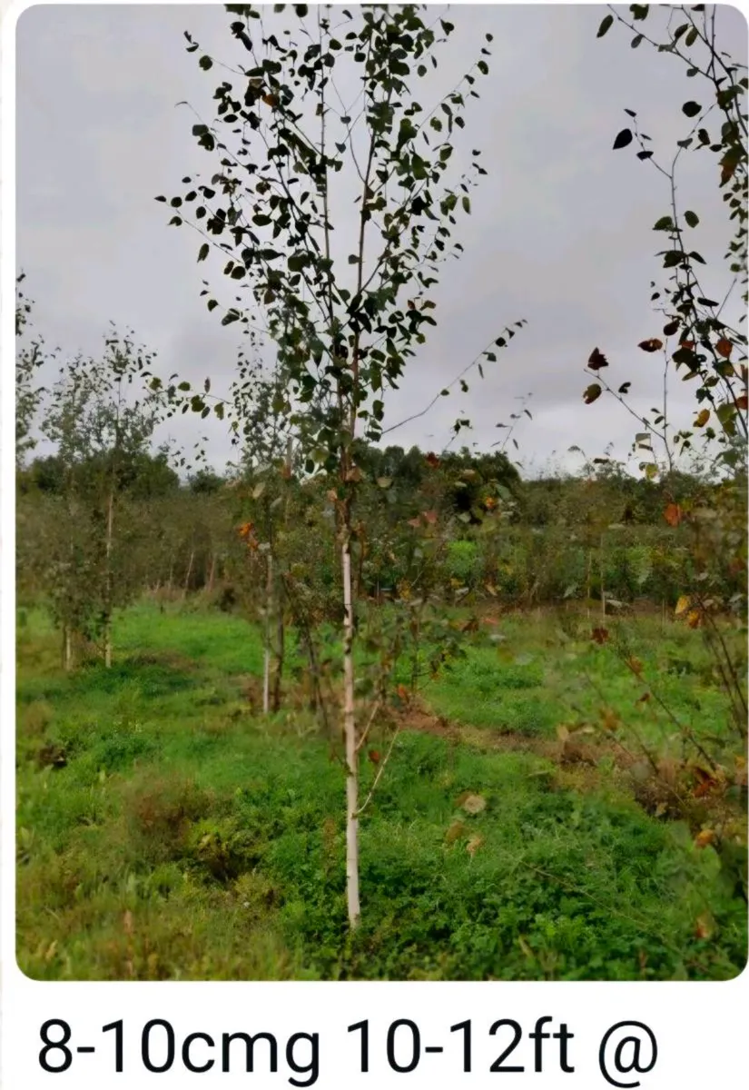 Larger rootball tree s for sale - Image 4