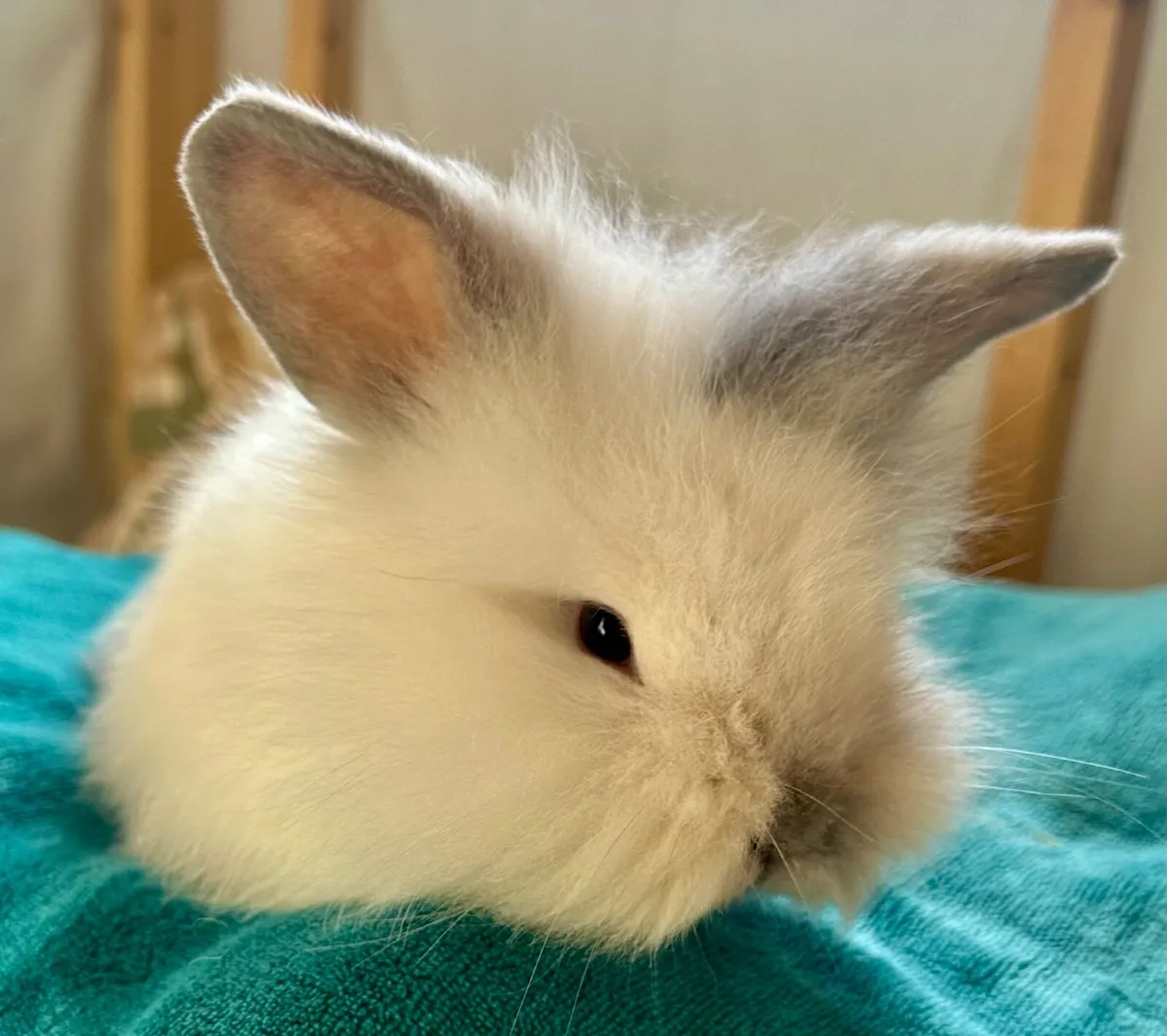 Baby rabbits - Image 1
