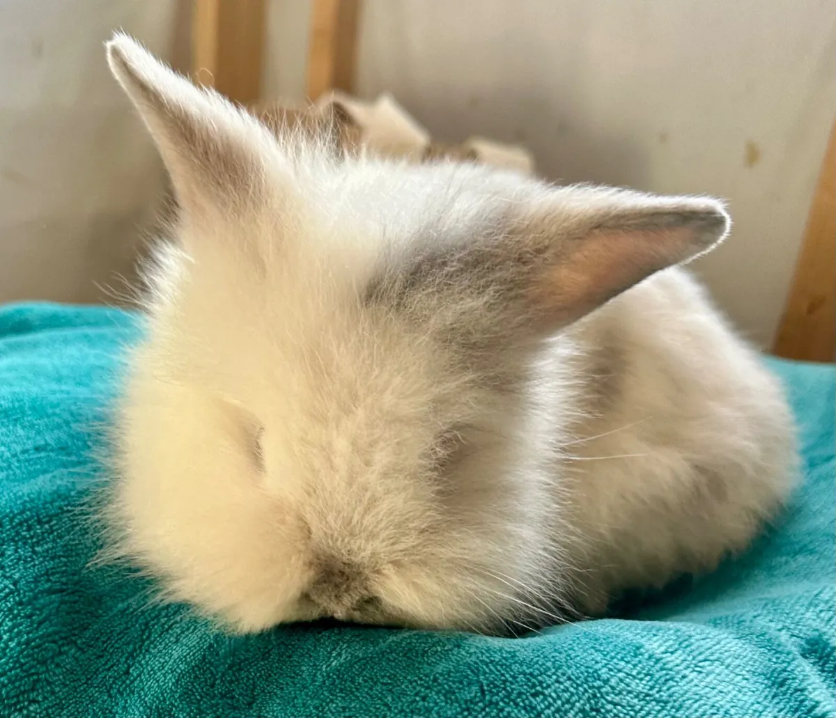 Baby rabbits - Image 2