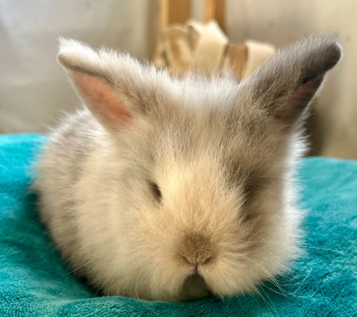 Baby rabbits - Image 3