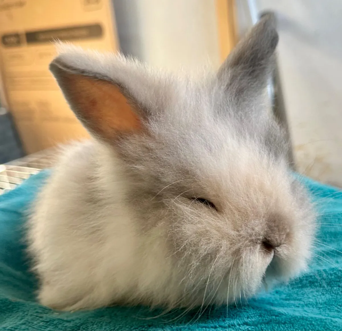 Baby rabbits - Image 4