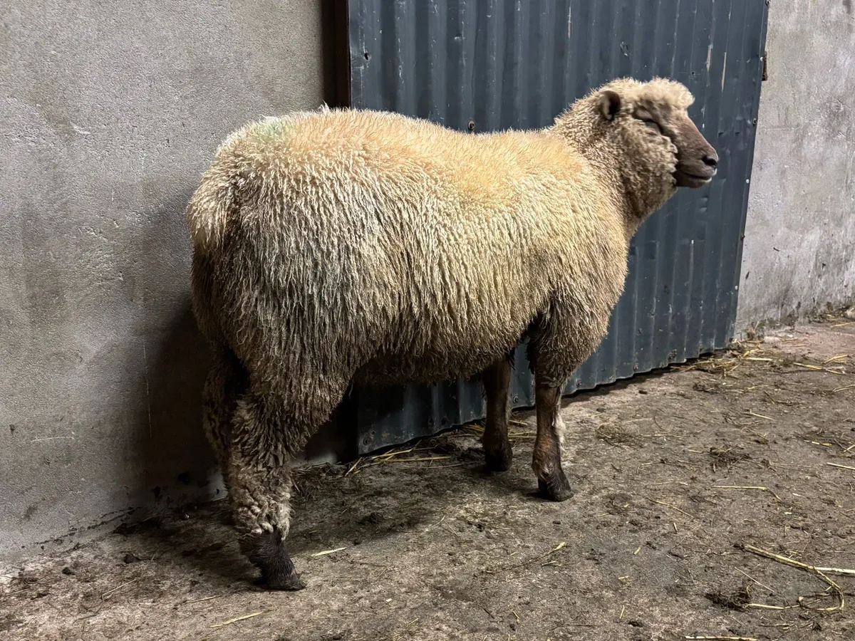 PUREBRED VENDEEN RAM LAMB FOR SALE - Image 2