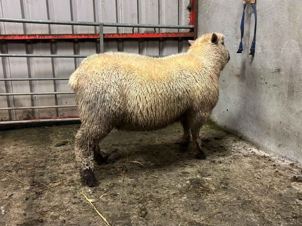 PUREBRED VENDEEN RAM LAMB FOR SALE - Image 3