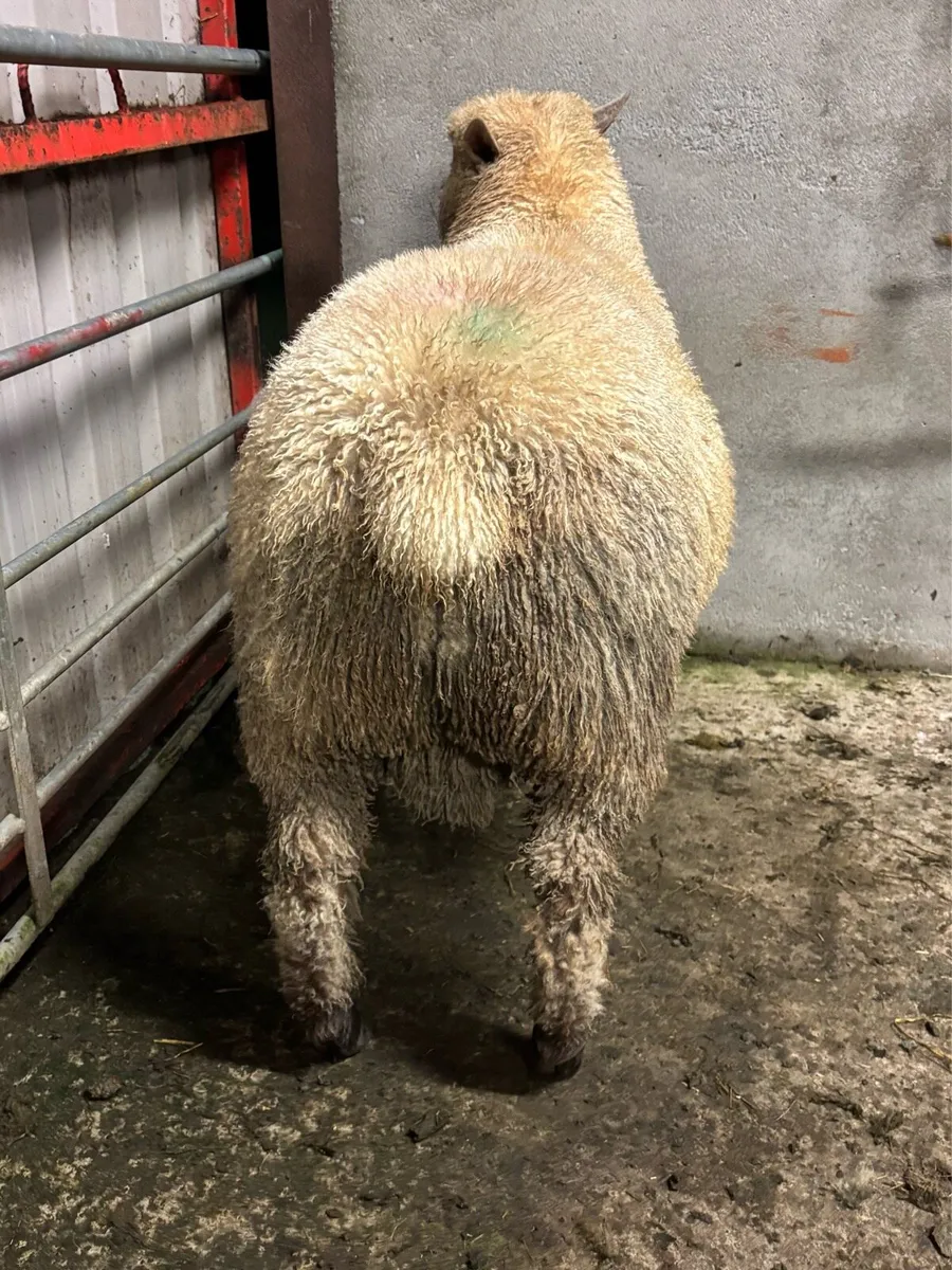 PUREBRED VENDEEN RAM LAMB FOR SALE - Image 4