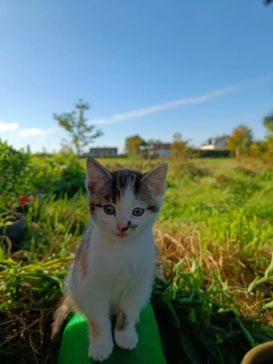 Kitten - Image 2