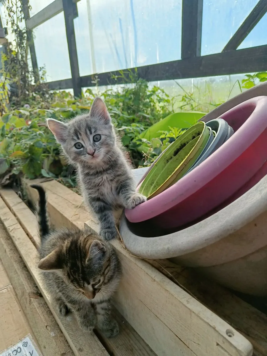 Kitten - Image 4