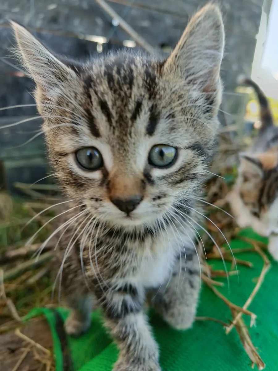 Kitten - Image 1