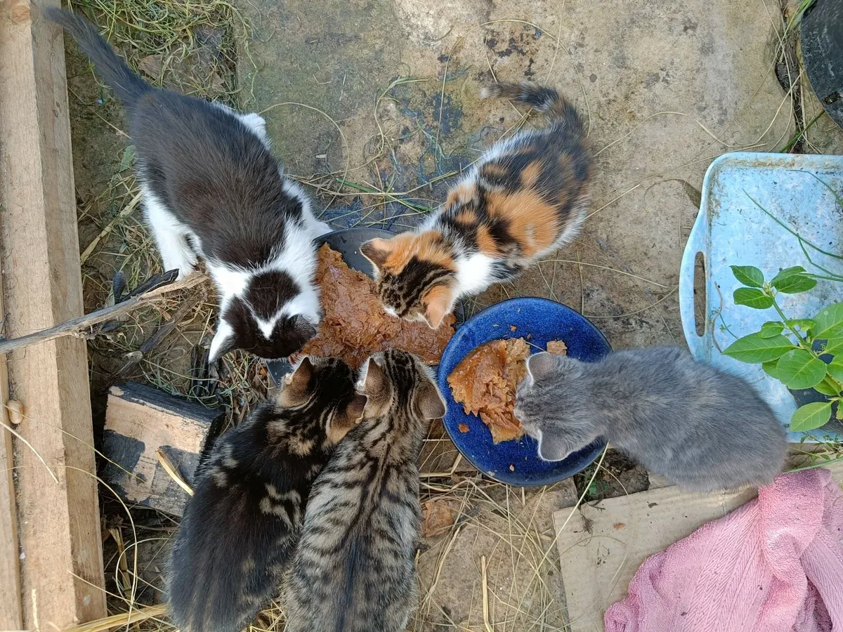 Kitten - Image 4