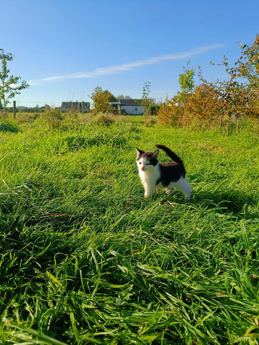 Kitten - Image 3