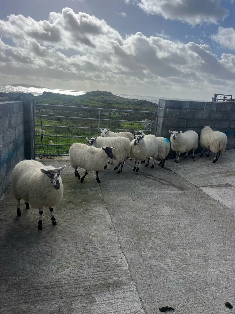 Cheviot Cross bred ewe lambs - Image 1