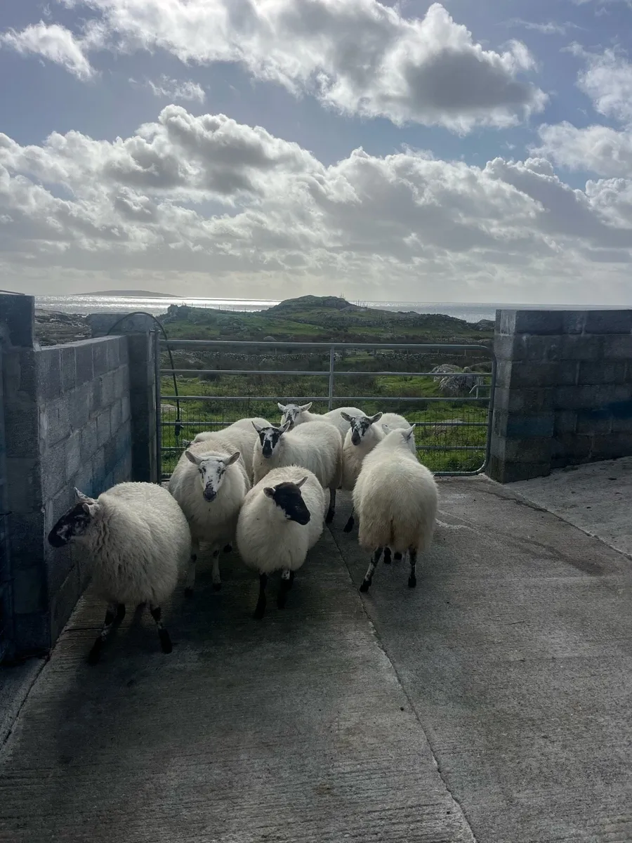Cheviot Cross bred ewe lambs - Image 2