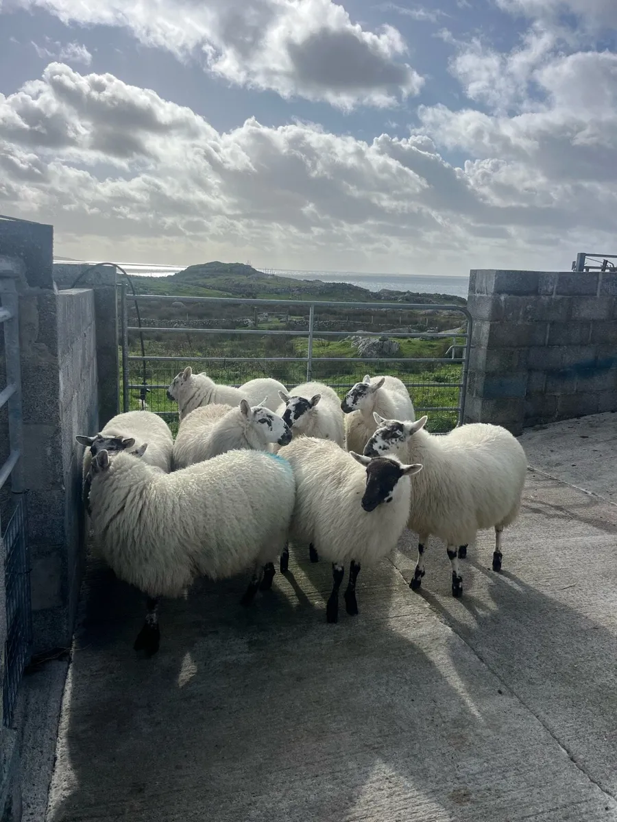 Cheviot Cross bred ewe lambs - Image 3