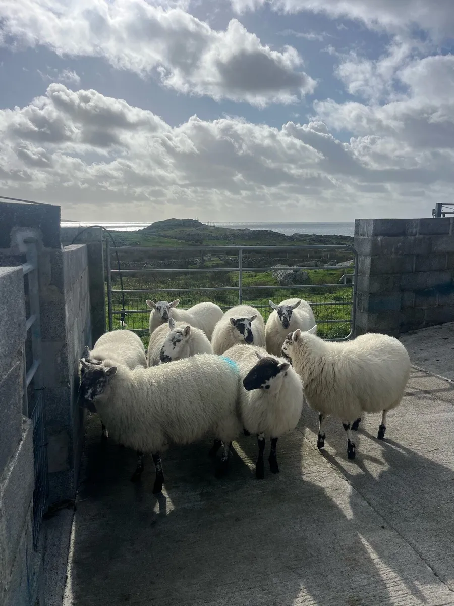 Cheviot Cross bred ewe lambs - Image 4