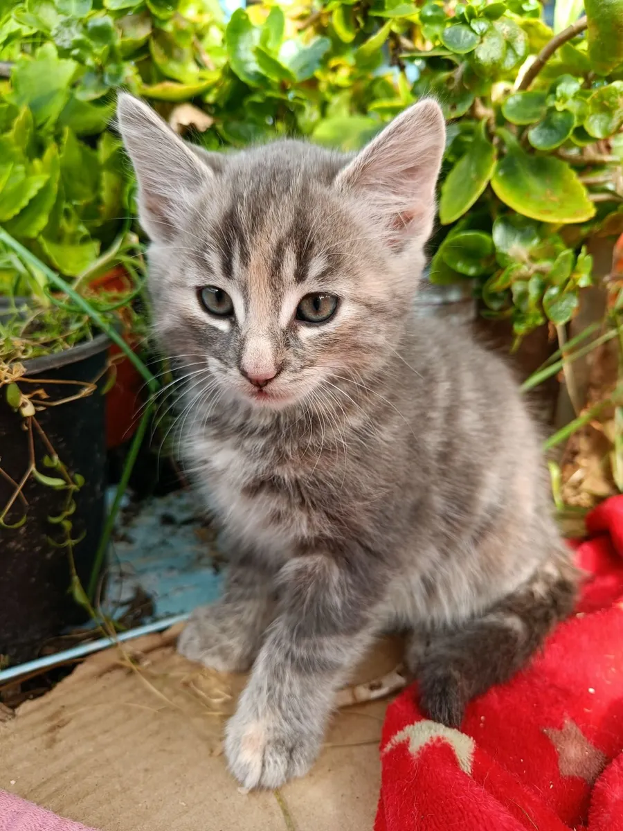 Kitten - Image 1