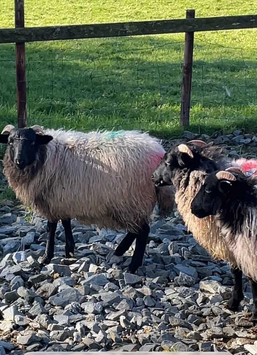 Ewe lambs - Image 4