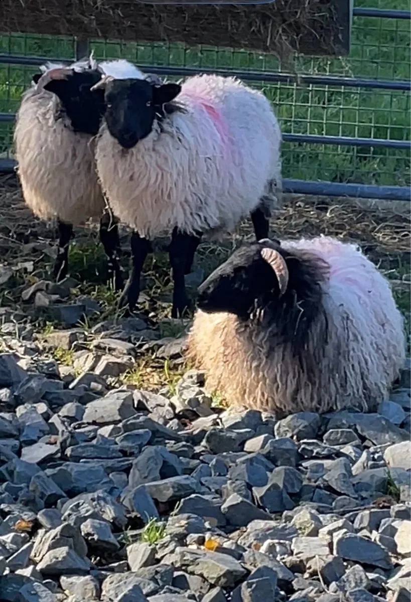Ewe lambs - Image 1