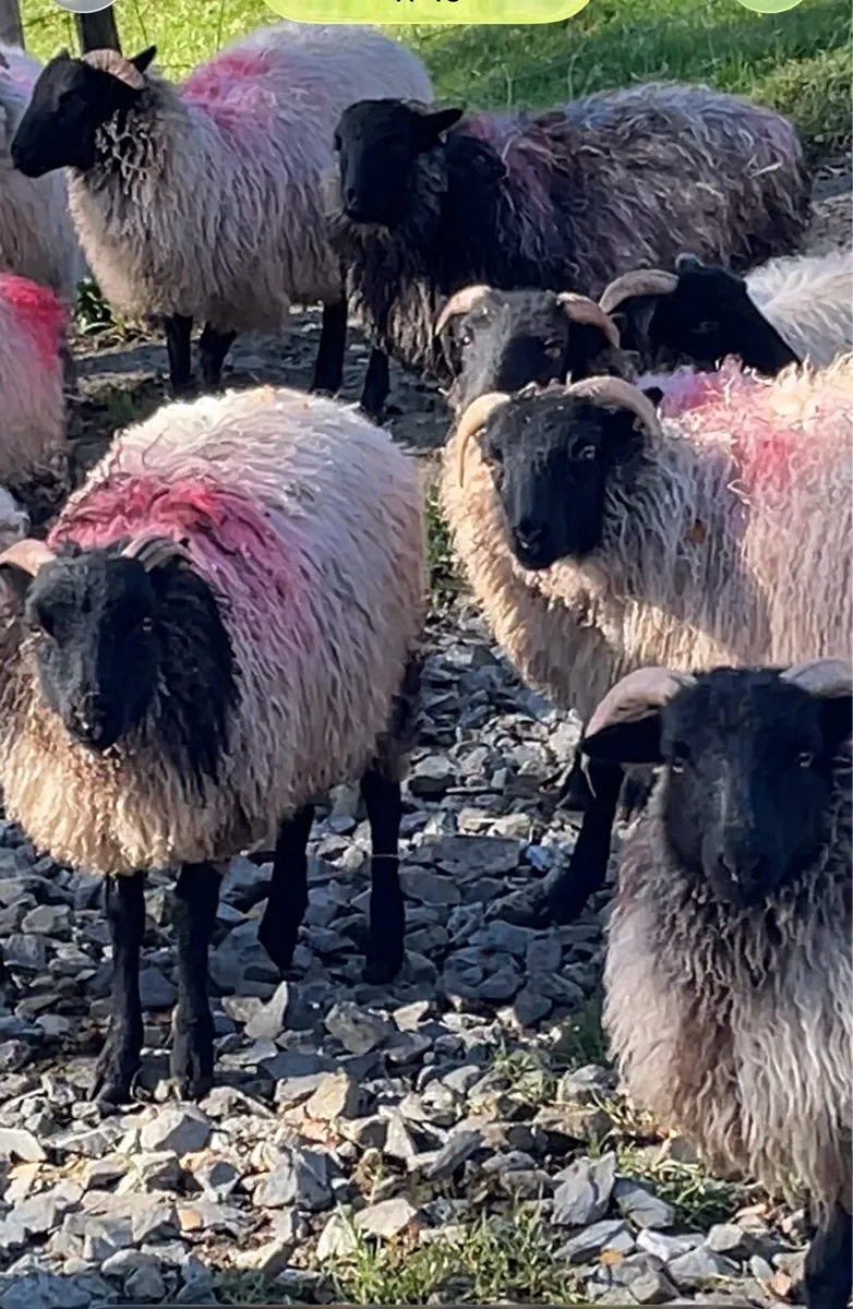 Ewe lambs - Image 2
