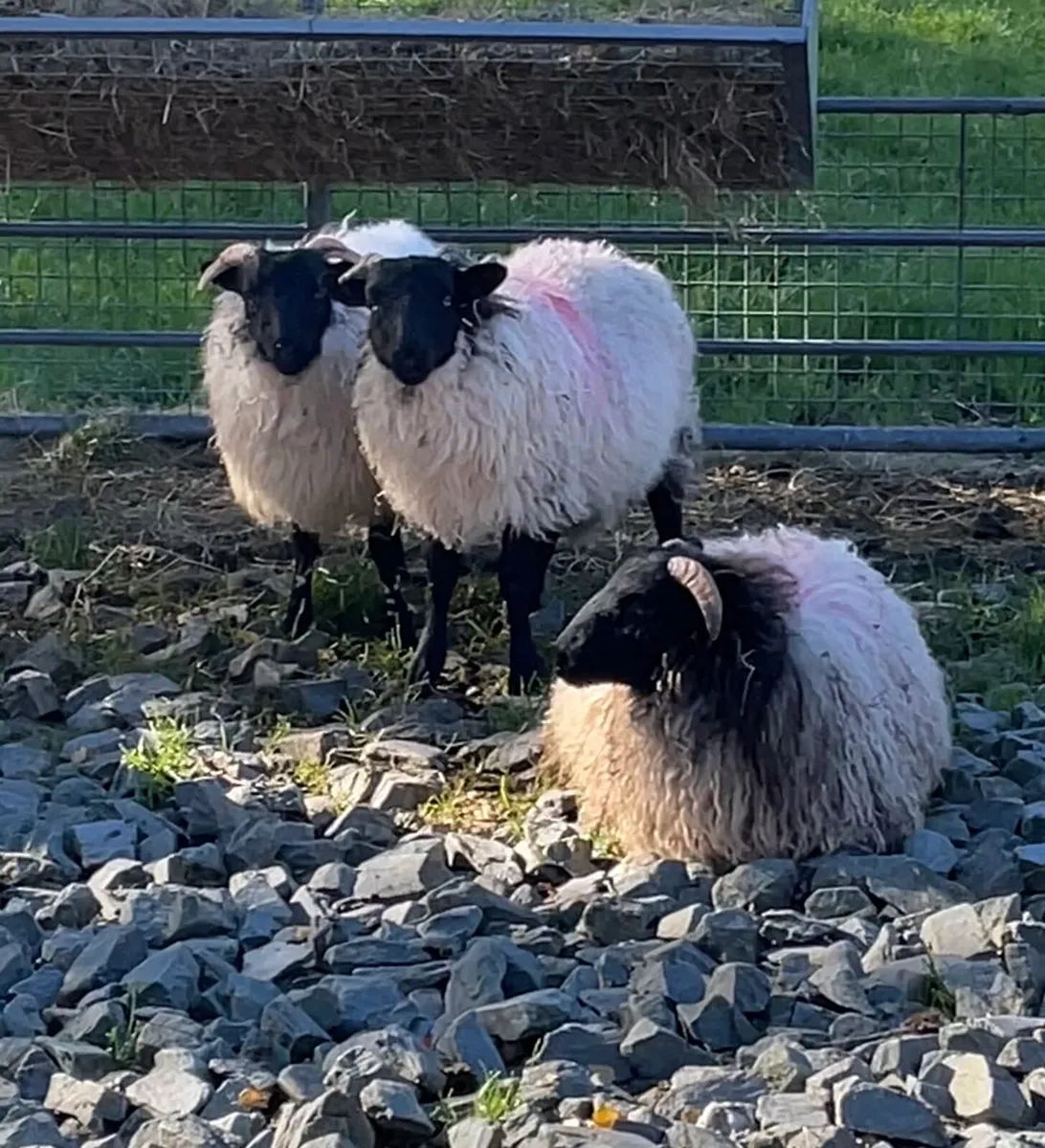 Ewe lambs - Image 3