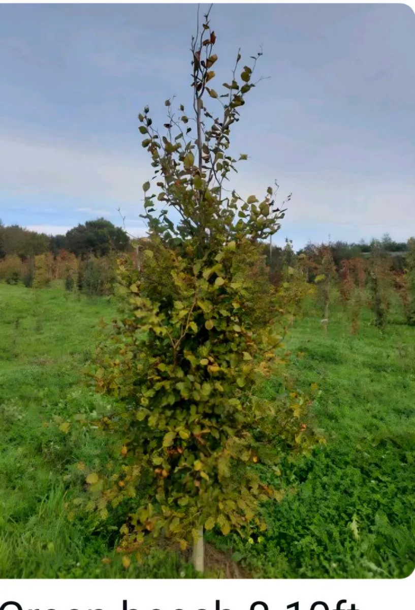 Rootball green beech tree s