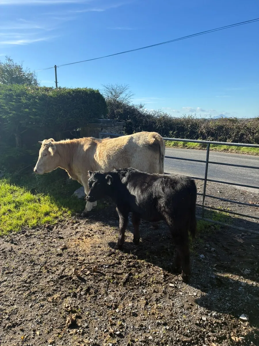 Charolais Cow and Calf - Image 1