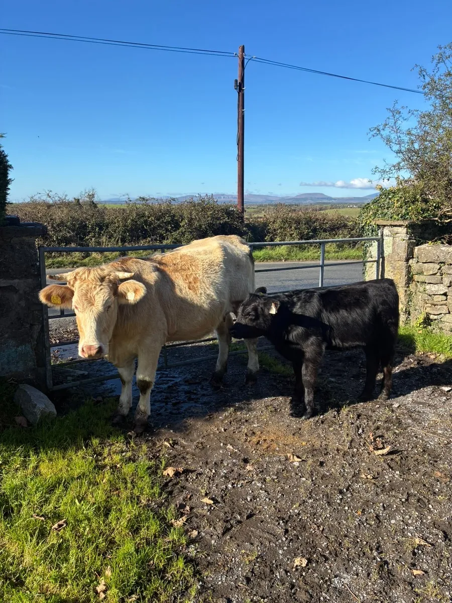 Charolais Cow and Calf - Image 2